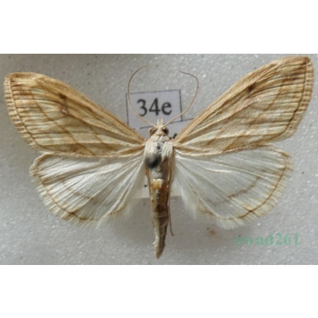 Evergestis forficalis (Linnaeus, 1758) Czech34e